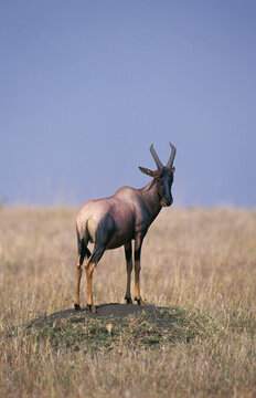 DAMALISQUE TOPI damaliscus korrigum