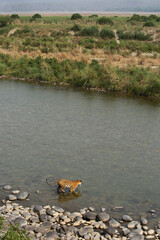 Tigress Parwali  going into Ramganga river, Jim Corbett National Park