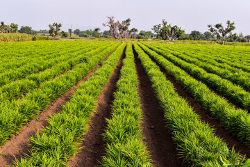 Ginger (zingiber officinale) field. Ginger plantation. Crops planted at field in India.