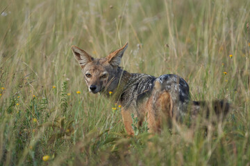Fototapeta na wymiar Golden Jackal Canis Aureus Safari Wild Portrait