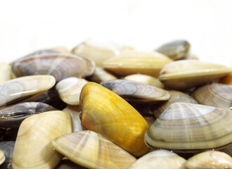 TELLINE donax trunculus