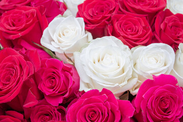 Multi-colored bouquet of red, pink and white roses