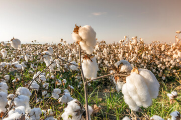 The cotton field in Adana, Turkey. The fiber is most often spun into yarn or thread and used to...