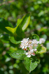 White flowers of a flowering Bush of black-fruited mountain ash in summer