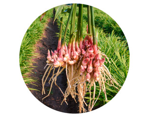 Healthy and Growing ginger field crop concept. bourgeon or sprout on fresh Ginger. Vegetatively...