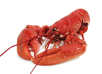 HOMARD CUIT