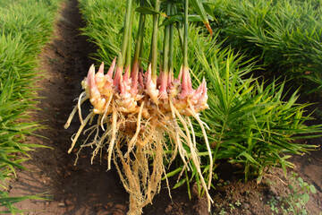 Healthy and Growing ginger field crop concept. bourgeon or sprout on fresh Ginger. Vegetatively...