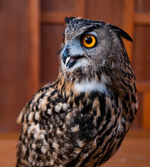 closeup face owl, nature animal
