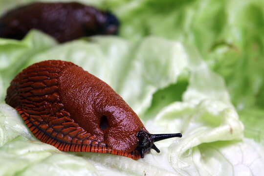 Nacktschnecke auf Salatbl&auml;ttern, Gartensch&auml;dlinge