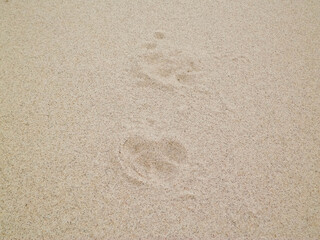 Fototapeta na wymiar Fox's paw prints on sand.