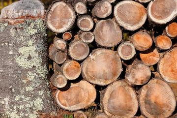 Stacked Wood Logs , White Mountain, Lincoln, New Hampshire, USA