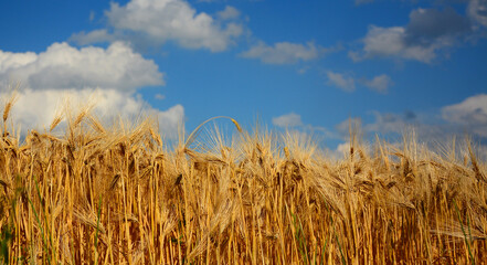 golden wheat field