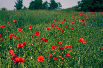 Flowers Red poppies blossom on wild field. Beautiful field red poppies with selective focus blur. Afternoon soft sunlight, sunset. Landscape panorama.