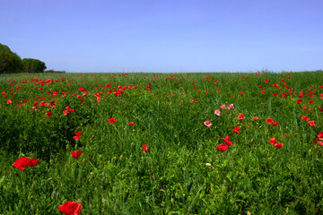 Fototapeta na wymiar Flowers Red poppies blossom on wild field. Beautiful field red poppies with selective focus blur. Afternoon soft sunlight, sunset. Landscape panorama.