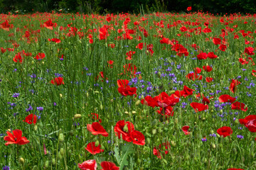 Flowers Red poppies blossom on wild field. Beautiful field red poppies with selective focus blur. Afternoon soft sunlight, sunset. Landscape panorama.