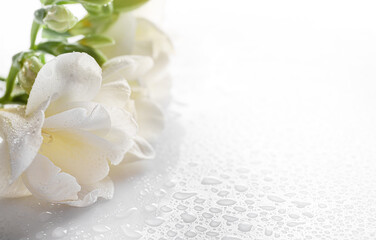 Tender white freesia flowers