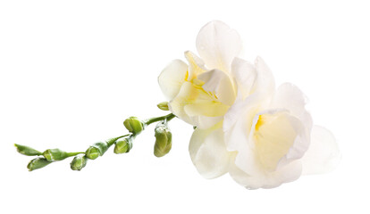 Tender white freesia flowers - obrazy, fototapety, plakaty