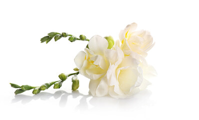 Tender white freesia flowers