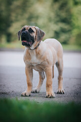 Dogo Canario young puppy outside posing.	