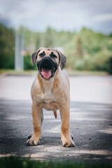 Dogo Canario young puppy outside posing.	
