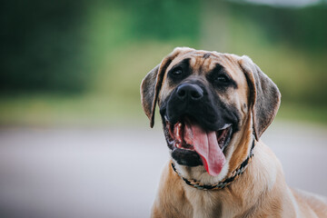 Dogo Canario young puppy outside posing.	