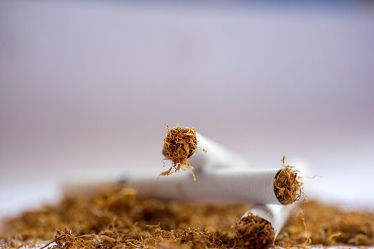 View of the cigarettes and tobacco. Tobacco contains the alkaloid nicotine, which is a stimulant, and harmala alkaloids. Dried tobacco leaves are mainly used for smoking in cigarettes, cigars.