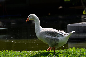 gans