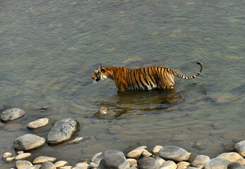 Fototapeta na wymiar Tigress in water, Ramganga river at Jim Corbett National Tiger Reserve