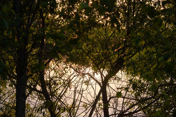 River at sunset through the foliage of trees and bushes.