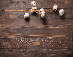 Beautiful raw cotton branch
