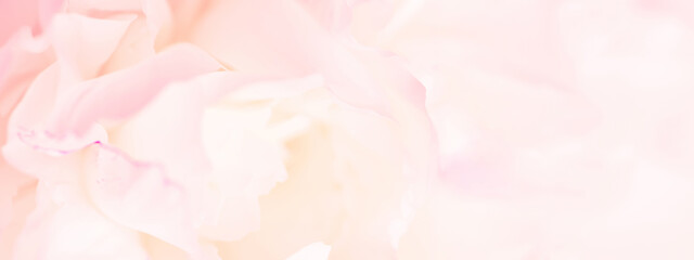 Tender light pink banner of fresh peony petals © alinakho