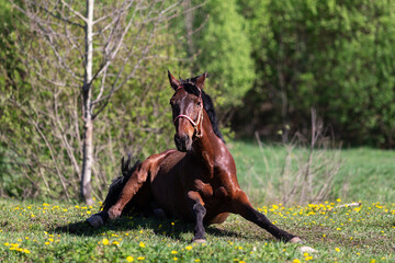 One bay horse galloping on the pasture