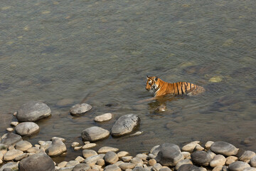 Fototapeta na wymiar Tigress in Ramganga river, Jim Corbett National Park