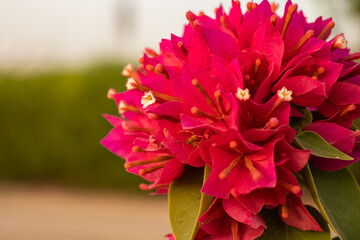 Selective focus, Pink bougainvillea flowering in spring