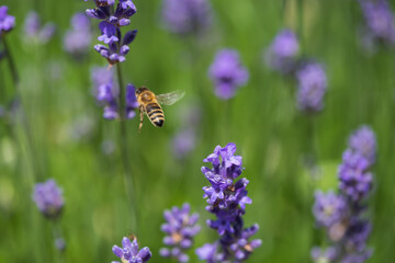 A bee on a lavender flower