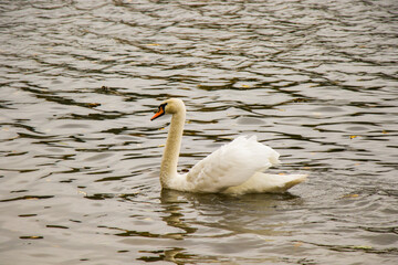Obraz premium Swan in the lake, Animal theme.