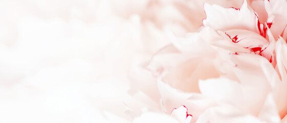 Tender white banner of fresh peony petals