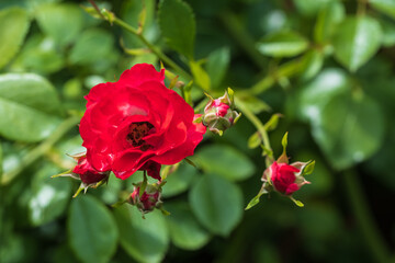 Close-up of a beautiful red blooming rose