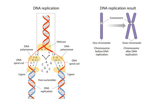 DNA replication is the biological process of producing two identical replicas of DNA from one original DNA molecule