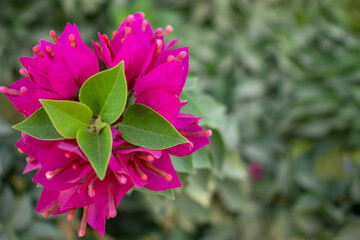 Selective focus, Pink bougainvillea flowering in spring