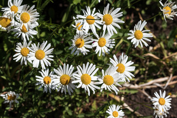 Beautiful daisies growing up in the meadow close-up.