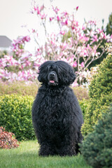 Portuguese Water Dog posing in beautiful garden.	