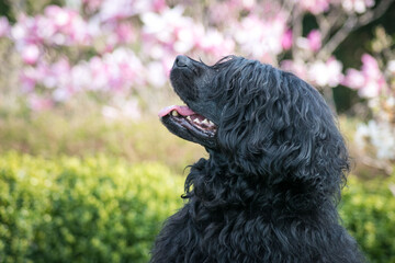 Portuguese Water Dog posing in beautiful garden.