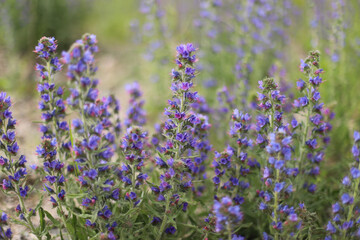 Delphinium flexuosum