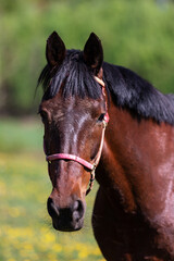 Obraz premium One bay horse walking on the pasture