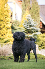 Portuguese Water Dog posing in beautiful garden.	
