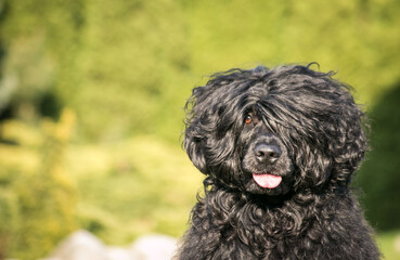 Portuguese Water Dog posing in beautiful garden.