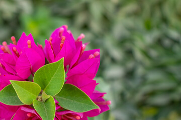 Selective focus, Pink bougainvillea flowering in spring