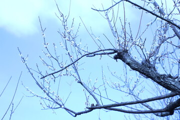 青空に梅