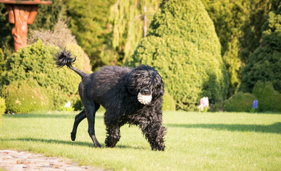 Portuguese Water Dog posing in beautiful garden.